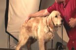 teaching your dog to sit and stay